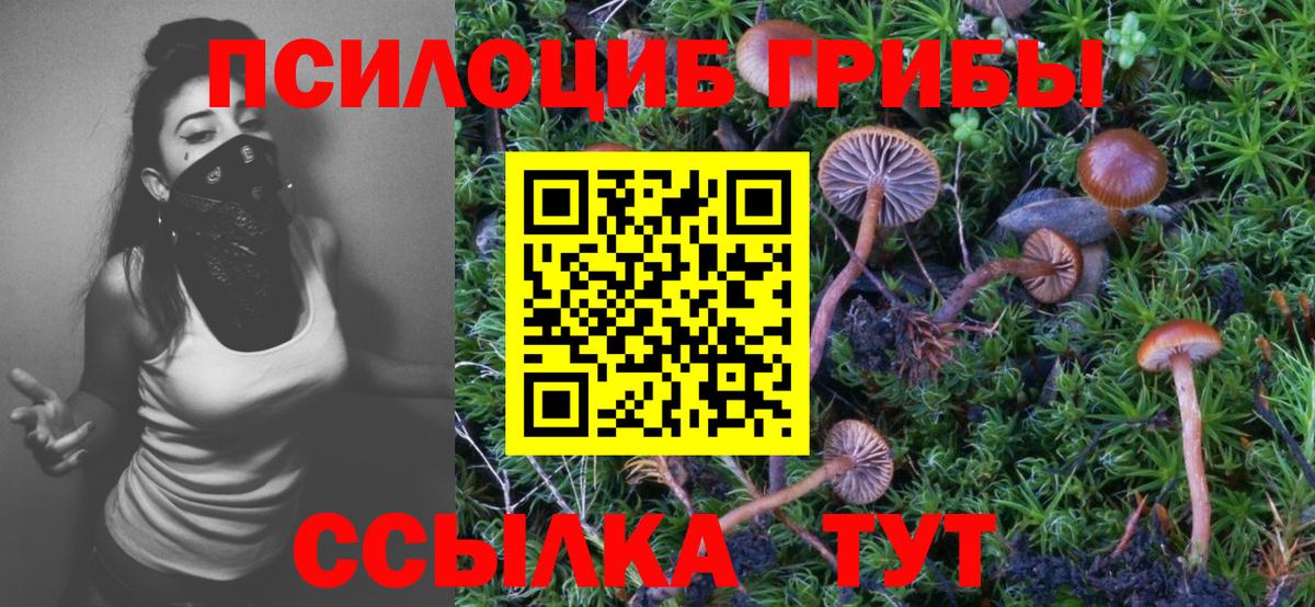 Советск  Псилоцибиновые грибы MAGIC MUSHROOMS  Псилоцибиновые грибы Psilocybine cubensis  Вход с VPN 